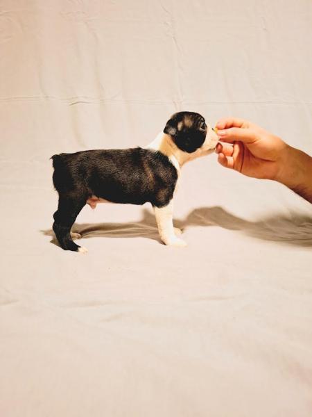 Щенки бостон-терьера чемпионских кровей — фото 4